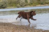 LABRADOR 227